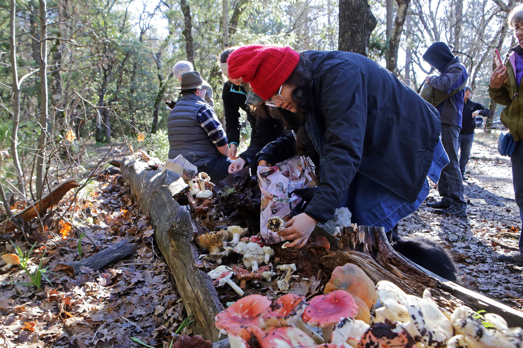 Wild mushroom foray